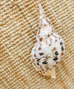 CARACOLA LEOPARDO 7 caracola