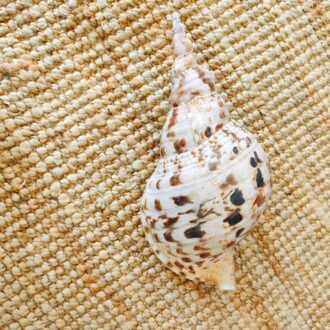 CARACOLA LEOPARDO 9 caracola