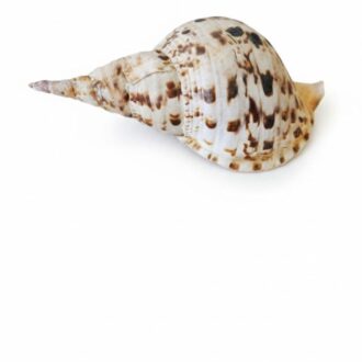 Caracola Leopardo