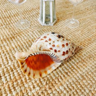 CARACOLA LEOPARDO 7 caracola1