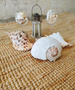 CARACOLA LEOPARDO 6 caracola11 1