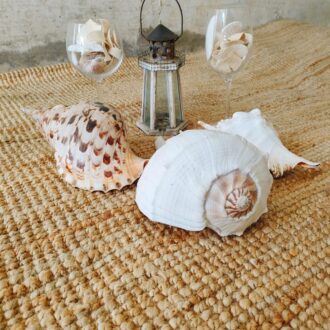 CARACOLA LEOPARDO 8 caracola11 1